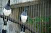 ueno_zoo_5728_mini.jpg