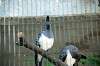 ueno_zoo_5729_mini.jpg
