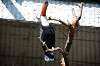 ueno_zoo_5734_mini.jpg