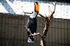 ueno_zoo_5736_mini.jpg