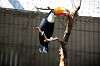 ueno_zoo_5737_mini.jpg
