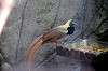 ueno_zoo_5738_mini.jpg