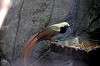 ueno_zoo_5740_mini.jpg
