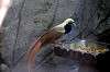 ueno_zoo_5741_mini.jpg