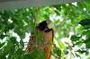 ueno_zoo_5742_mini.jpg