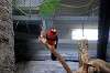 ueno_zoo_5747_mini.jpg