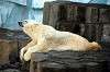 ueno_zoo_5751_mini.jpg