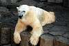 ueno_zoo_5752_mini.jpg