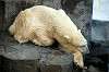 ueno_zoo_5754_mini.jpg