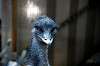ueno_zoo_5755_mini.jpg