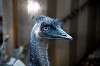 ueno_zoo_5756_mini.jpg