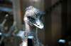 ueno_zoo_5758_mini.jpg