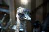 ueno_zoo_5759_mini.jpg