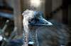 ueno_zoo_5760_mini.jpg
