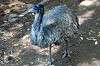 ueno_zoo_5761_mini.jpg