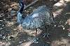 ueno_zoo_5762_mini.jpg