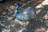 ueno_zoo_5763_mini.jpg