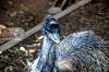 ueno_zoo_5764_mini.jpg