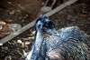 ueno_zoo_5765_mini.jpg