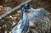 ueno_zoo_5766_mini.jpg