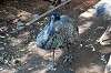 ueno_zoo_5768_mini.jpg