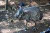 ueno_zoo_5770_mini.jpg