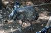 ueno_zoo_5771_mini.jpg