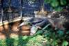 ueno_zoo_5773_mini.jpg