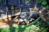 ueno_zoo_5774_mini.jpg