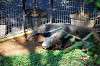 ueno_zoo_5775_mini.jpg