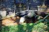 ueno_zoo_5776_mini.jpg