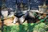 ueno_zoo_5777_mini.jpg