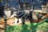 ueno_zoo_5778_mini.jpg