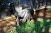 ueno_zoo_5780_mini.jpg