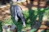 ueno_zoo_5782_mini.jpg