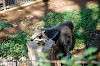 ueno_zoo_5784_mini.jpg