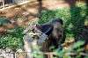 ueno_zoo_5785_mini.jpg