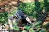 ueno_zoo_5787_mini.jpg