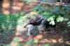 ueno_zoo_5788_mini.jpg
