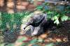 ueno_zoo_5789_mini.jpg