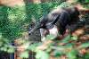 ueno_zoo_5790_mini.jpg