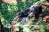 ueno_zoo_5791_mini.jpg
