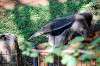 ueno_zoo_5792_mini.jpg