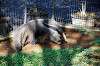 ueno_zoo_5793_mini.jpg