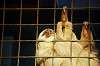 ueno_zoo_5795_mini.jpg
