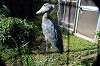 ueno_zoo_5796_mini.jpg