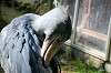 ueno_zoo_5798_mini.jpg