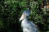 ueno_zoo_5801_mini.jpg