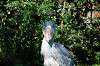 ueno_zoo_5803_mini.jpg