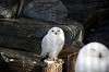 ueno_zoo_5804_mini.jpg